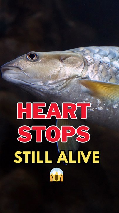 The Fish That Can Stop Its Own Heart 😱 | Crucian Carp
