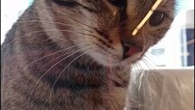 L#cat