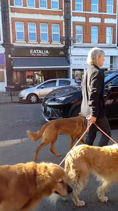 Dogs 🐕 walking in Thorpe Bay, Essex