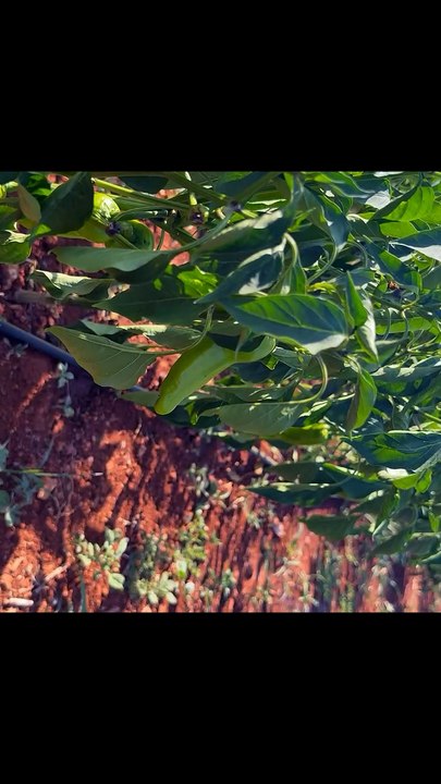 Sun cald on pepper fruits