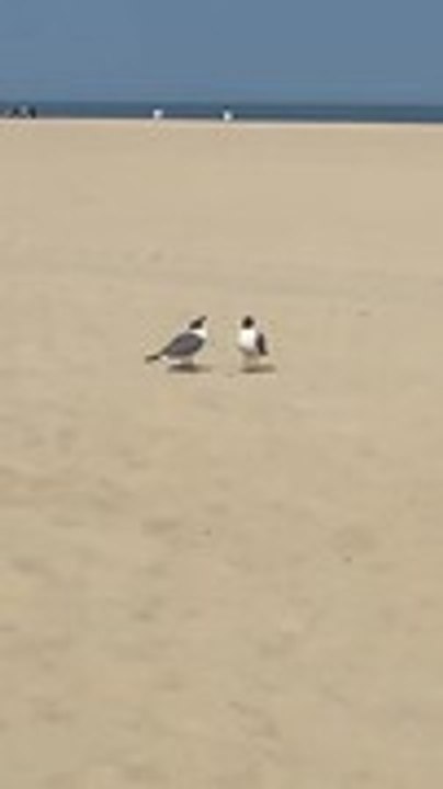 Seagulls Are Seen Having Serious Conversation at Beach