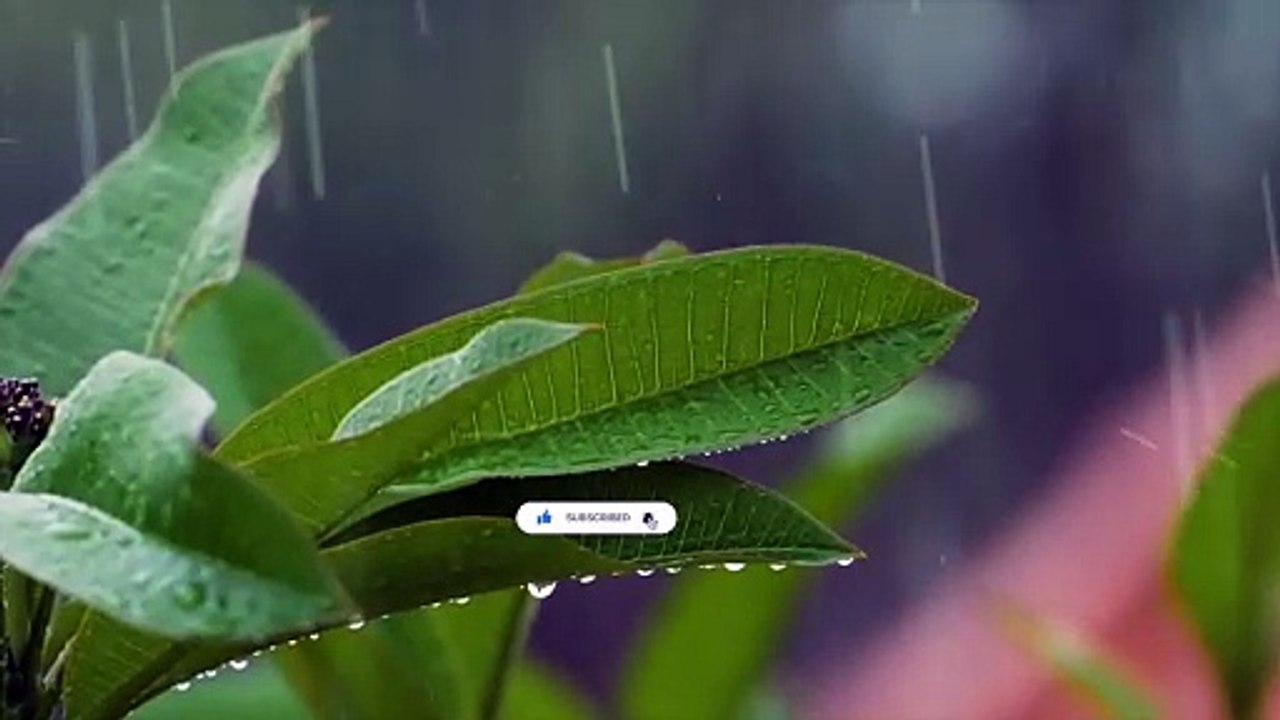 Deep Relaxation with Gentle Rain