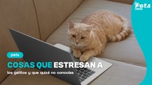 5 cosas que le generan estrés a tu gatito - Dónde Ir