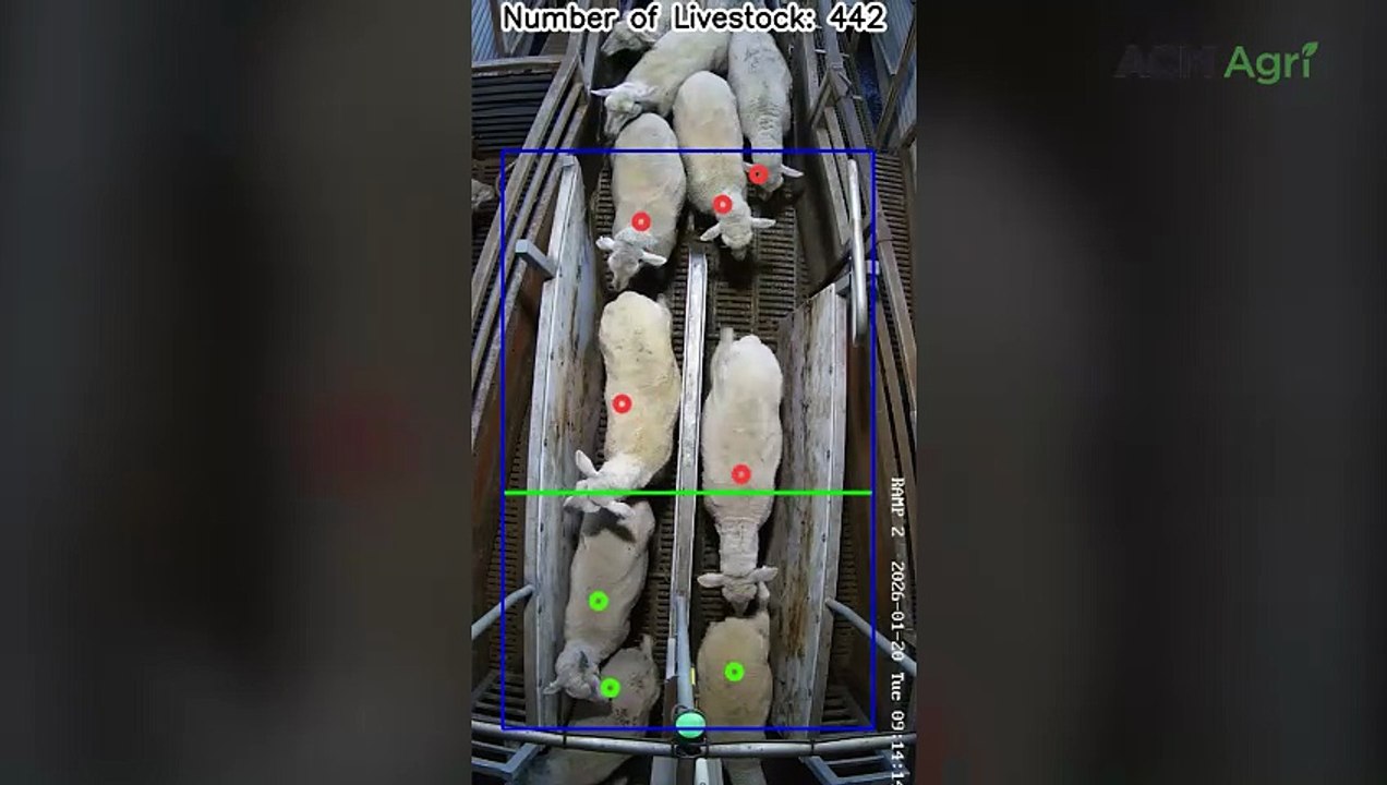 AI system accurately counts sheep as they unload