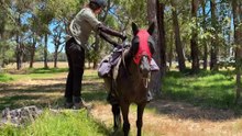 American rider and brumby complete 4,400km journey across Australia