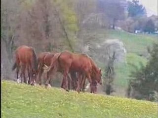 L" ANGLO ARABE..cheval de sport  (extraits)