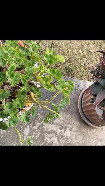 Surah Al Fatiha || Quran || #Allah #Quran #Islam