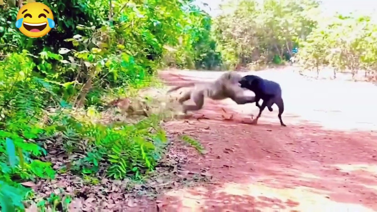 Monkey vs dog real fight - funny dog vs monkey video l funny video l comedy videos