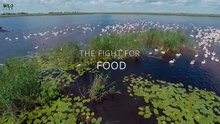 Fight for Food - हिन्दी डॉक्यूमेंट्री - Wildlife documentary in Hindi