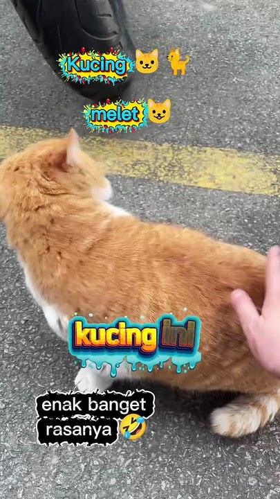 Kucing ini seneng di elus