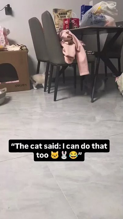 _instacat _catsofinstagram__cuteanimals _animalfriends__viralreels _reelsusa__usacat(MP4)