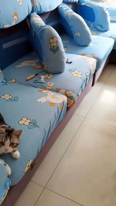 _¿Quieres que tu mascota tenga una vida saludable__Sigue estos consejos que serán de gran utilidad para que lleven una vida plena y llena de vitalidad👇(