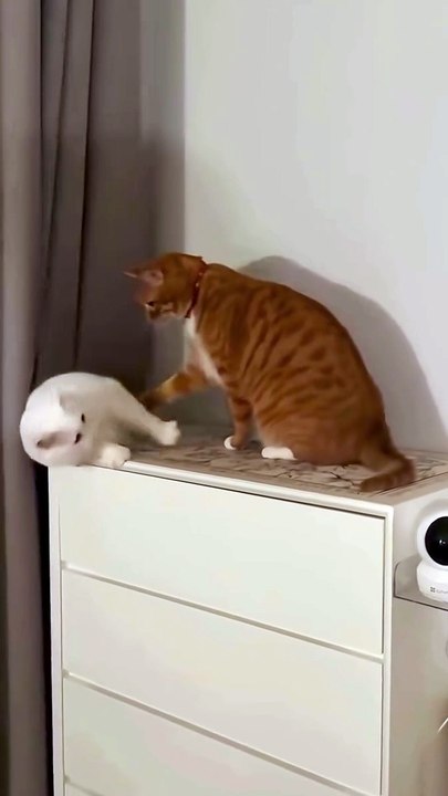Oh no 😹😹😹___cat _life _catlover _catlife _animals _reels(MP4)