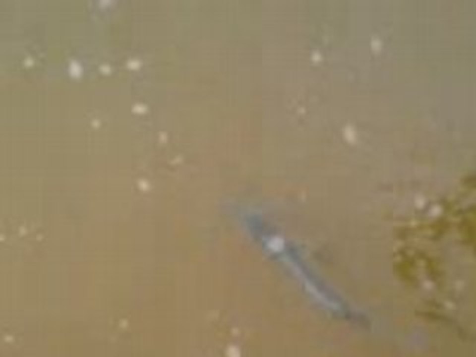 relache du bar peché