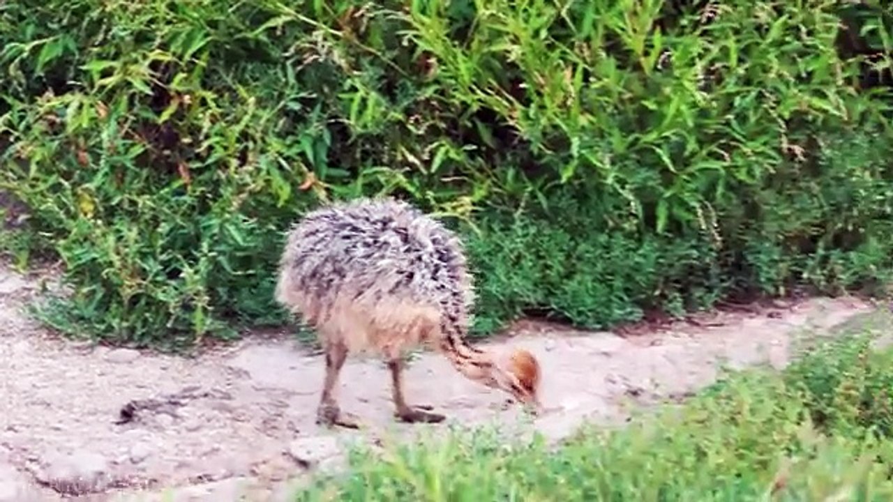 Baby Animals 4K | Amazing World of Young Animals | Scenic Relaxation Film | Cute Wildlife