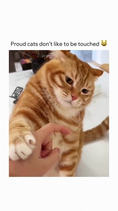 Follow _catblops for more 💙__😸 Interesting Fact __Animals are multicellular_ eukaryotic organisms comprising the biological kingdom Animalia With few e