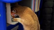 belum jam makan siang woy 😼 _kucing _kucinglucu _cat _cutecat(MP4)