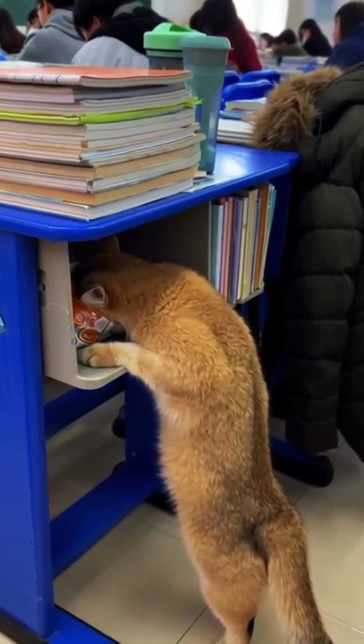 belum jam makan siang woy 😼 _kucing _kucinglucu _cat _cutecat(MP4)