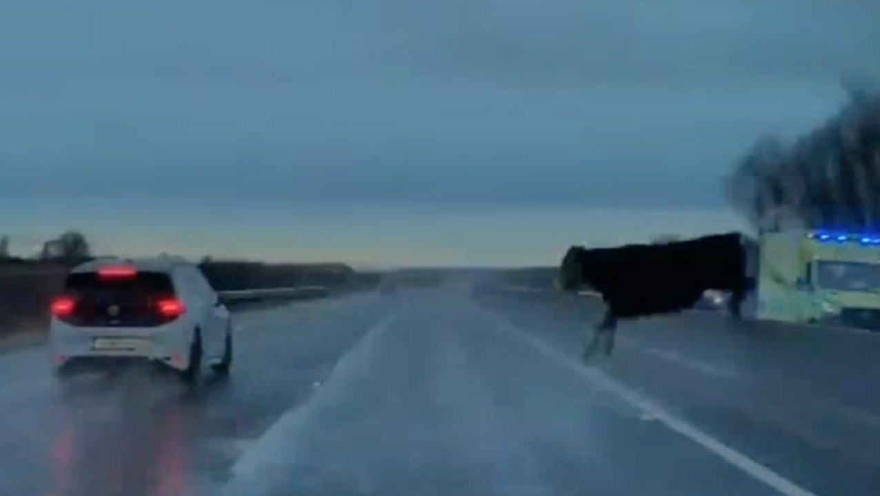Dashcam captures terrifying cow near-miss on bu...