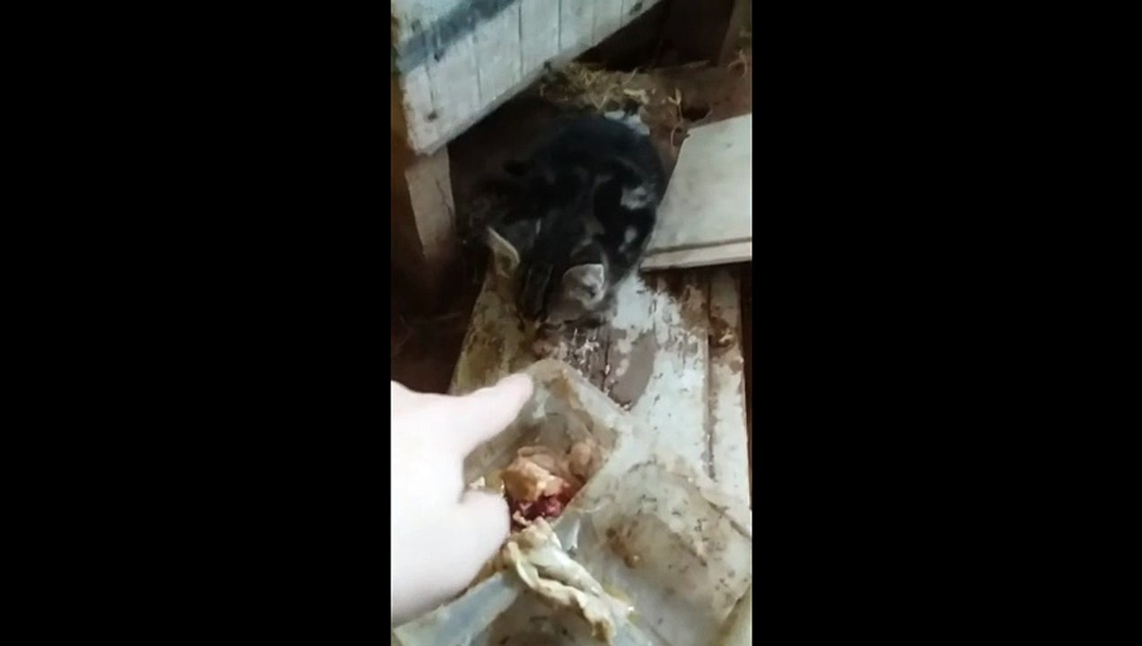 Chats adorables #chats #mignons #animaux