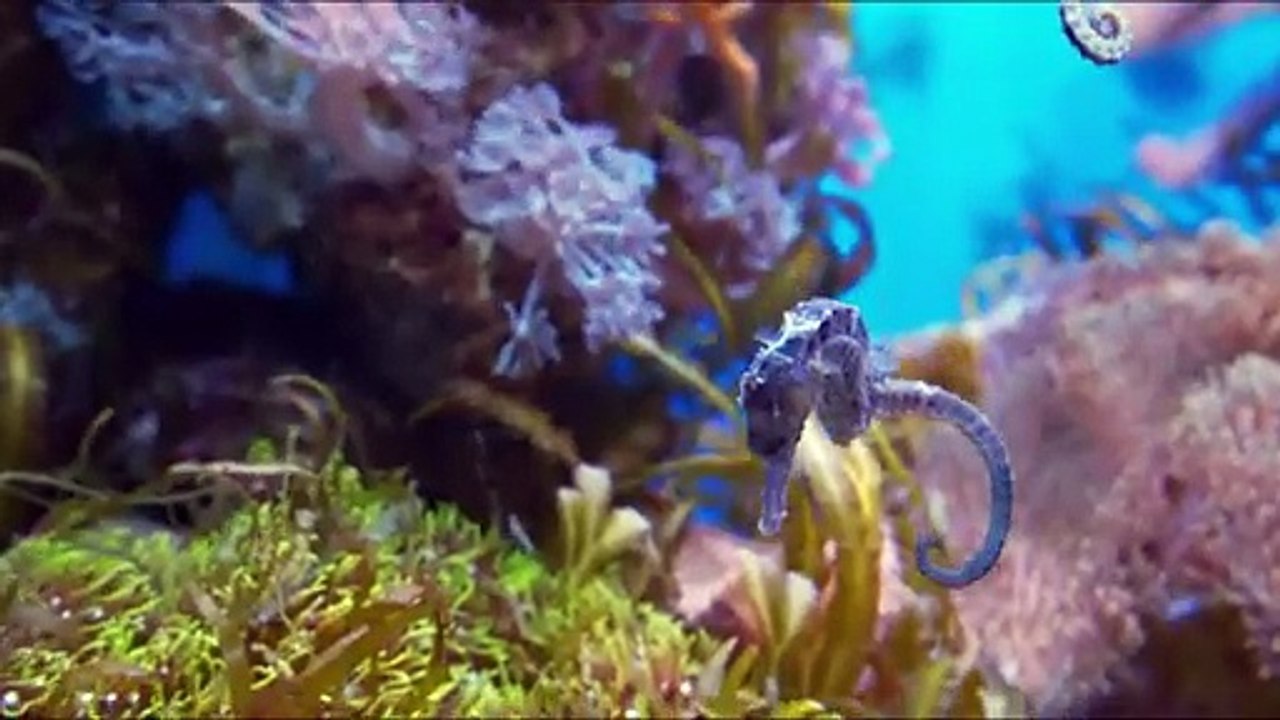 Cute Little Animals | Piglet, Kitten, Chick, Dog, Duckling, Squirrel, Rabbit, Cow, Horse | Animal Video