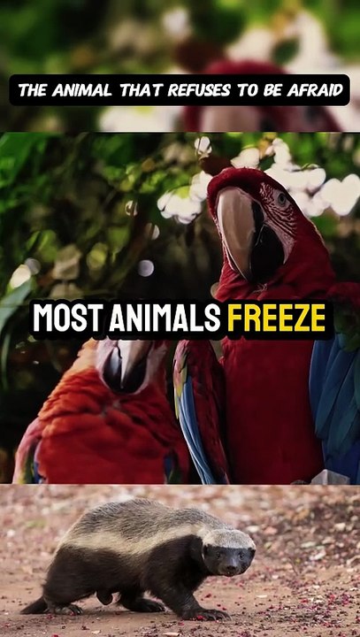 The Animal That Refuses to Be Afraid