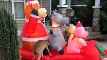 Festive animal decor triggers a wild response from a dramatic deer