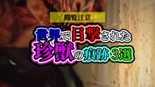 世界で目撃された 珍獣の痕跡 3選