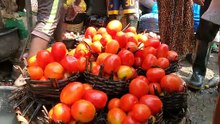 Fresh Tomatoes