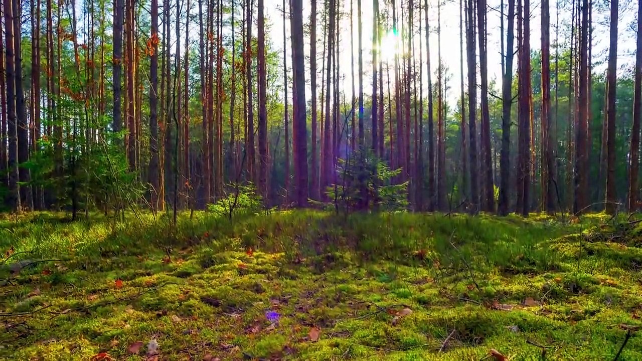 Beautiful Piano Music - Soothing Piano Music For Stress Relief, Healing, Peaceful Relaxation
