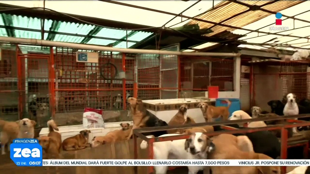 Mueren seis perritos rescatados del Refugio Franciscano