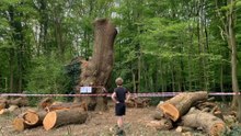 London council could evict Toby Carvery over felling of ancient oak tree