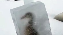 Freeing The Frozen Duck in Arctic