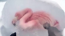 Freeing The Frozen Flamingo in Arctic #arctic  #animal #frozen  #ice #flamingo  #ai #sora2