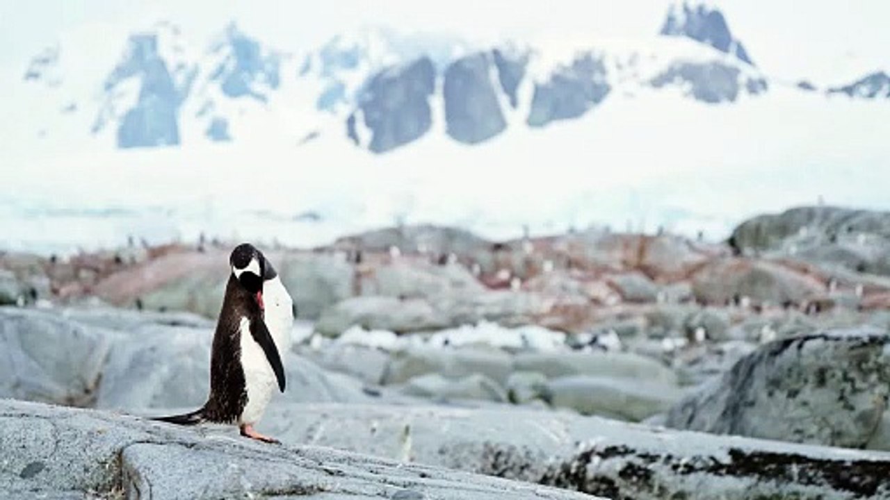 Pingouin