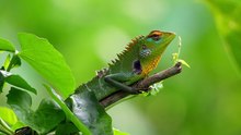 Lézard vert