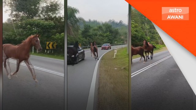 Penunggang motosikal kemalangan langgar kuda berkeliaran