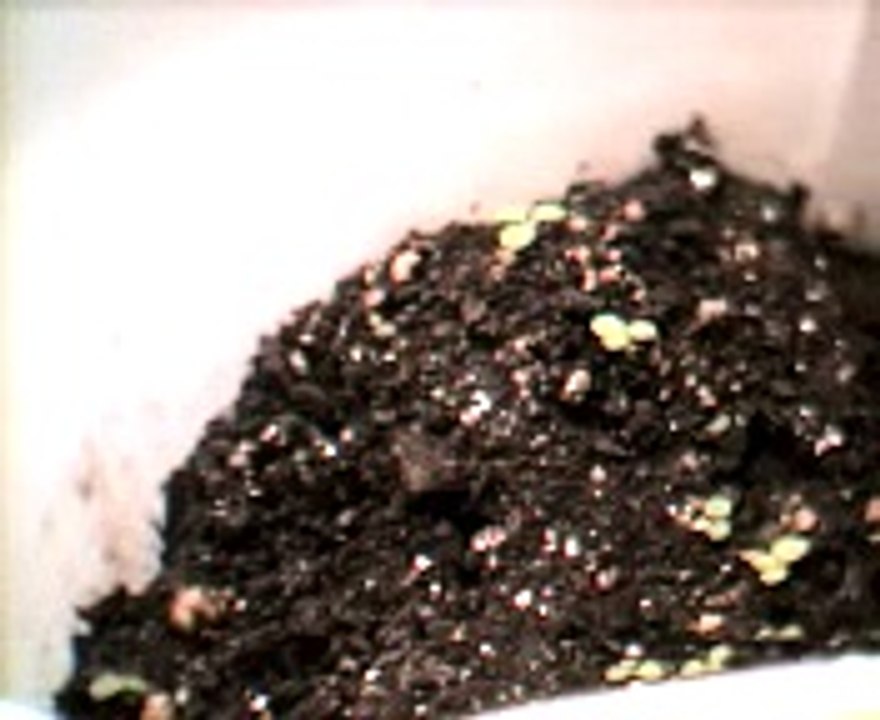 Growing Tobacco Plants part 2