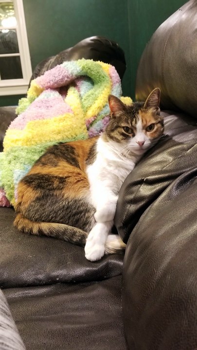 Elsie is masterfully hidden from Cory. | #SparklegleamFarm #Cory #Elsie #farm #LadyChunkerella #cats #catlife #cute