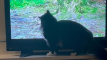 Cat attempts to hunt birds on TV screen and faces the frustration of an impossible catch