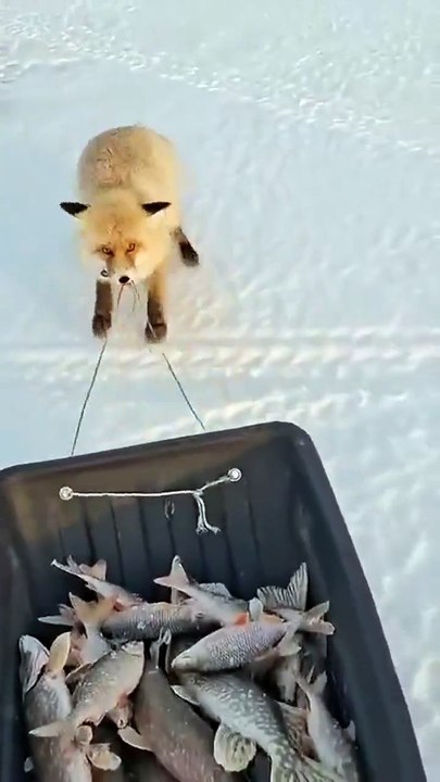 Ce renard affamé vient voler un poisson aux pecheurs