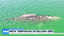 Inicia la temporada de la ballena gris 2025-2026