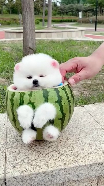 Chiot qui fait des bêtises !