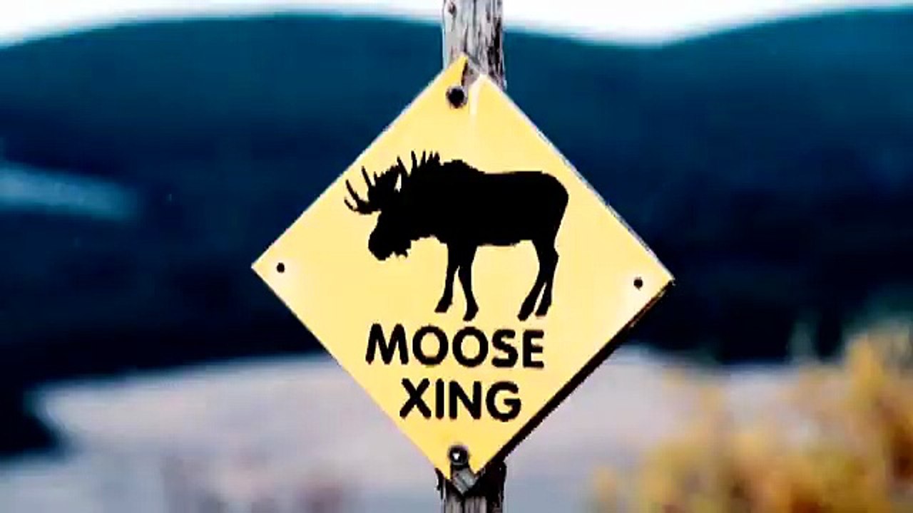 Ice Road Truckers Lisa and the Moose  History - HISTORY (360p, h264, youtube)