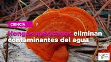 Hongos mexicanos eliminan contaminantes del agua