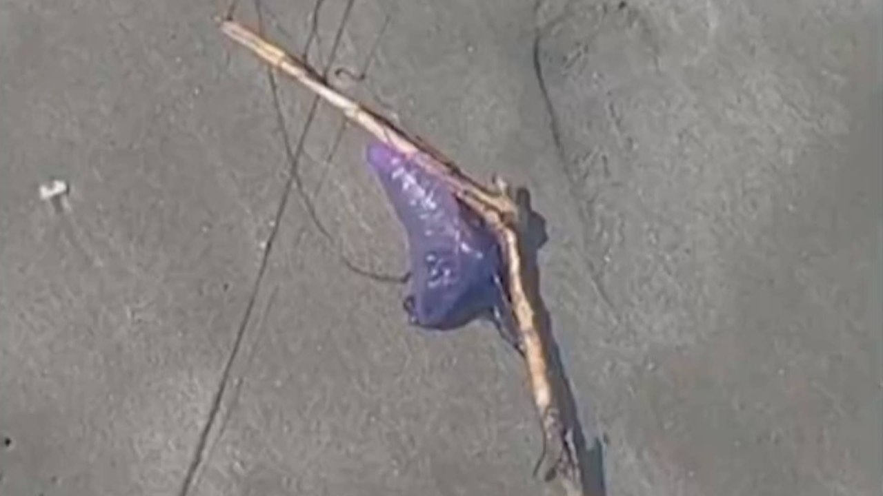 Hay alerta en las playas de Cartagena por presencia de peligrosa especie: ¿qué puede causar en las personas?