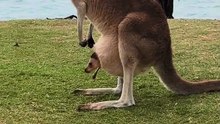 Kangaroo and joey only in Australia 🇦🇺