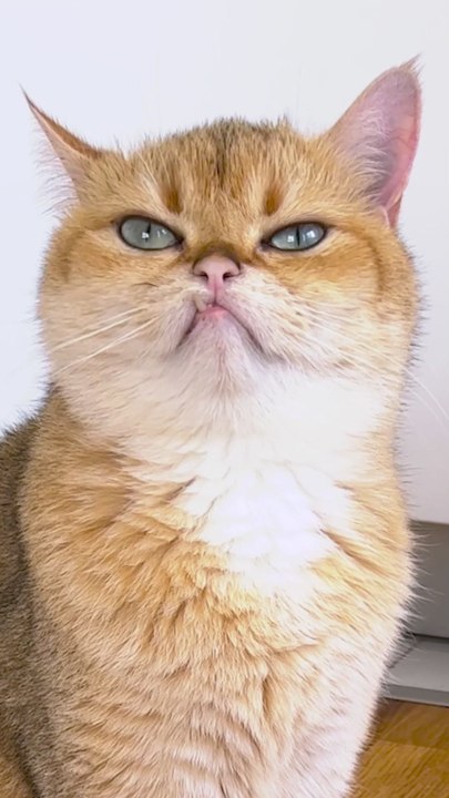 A Comedy of Errors Starring One Angry Floof 🐾#viral #cats #comedy