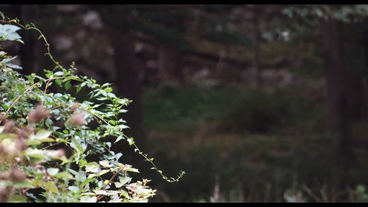 The Calling Witch Trailer