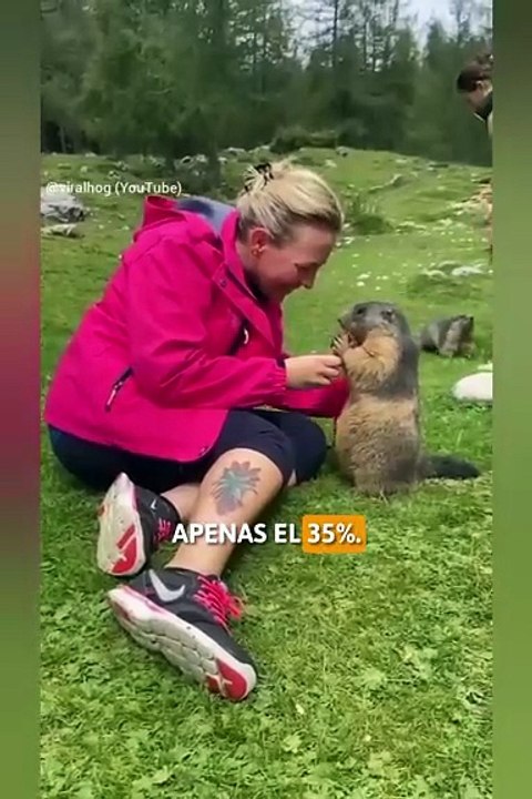 ¿Puede la marmota predecir el fin del invierno? La verdad científica